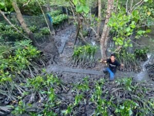 Mangrove di Delta Mahakam