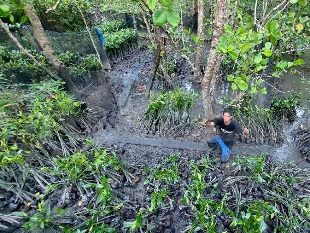 Mangrove di Delta Mahakam