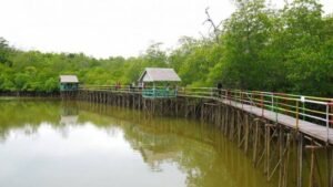 Mangrove