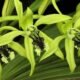 Flora dari Kaltim