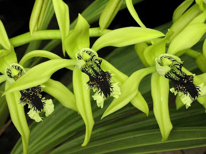 Flora dari Kaltim