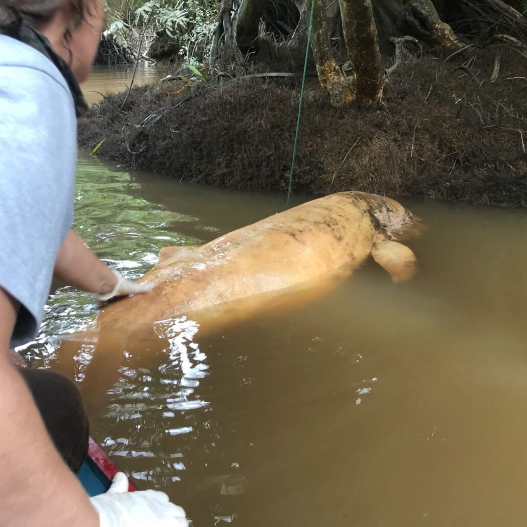 Pesut Mahakam Kian Terancam