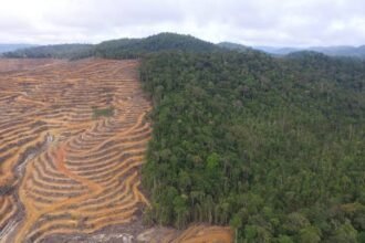 Deforestasi Tertinggi 2024