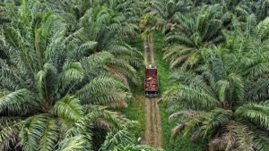Perkebunan Sawit di Kaltim