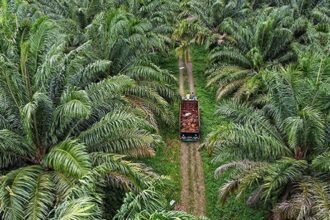 Perkebunan Sawit di Kaltim