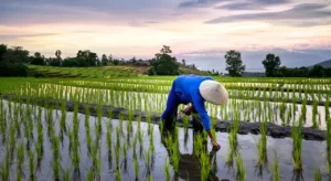 Pertanian dan Perdagangan