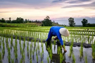 Pertanian dan Perdagangan