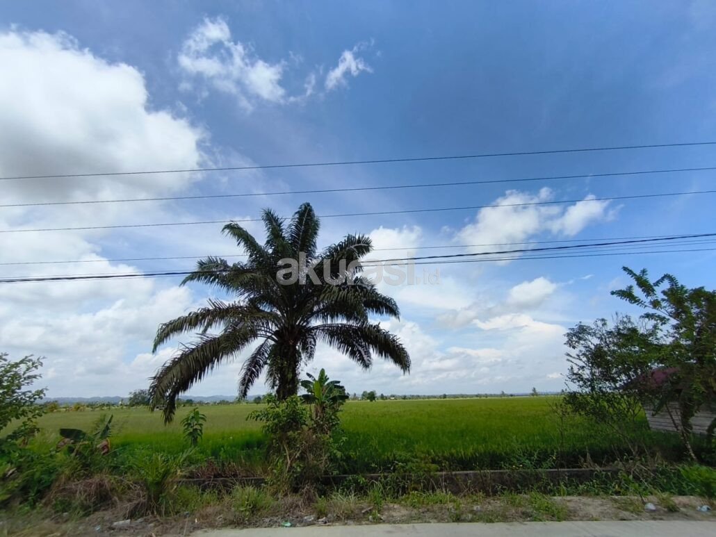 Setengah Sawah Babulu Laut Berubah Jadi Sawit