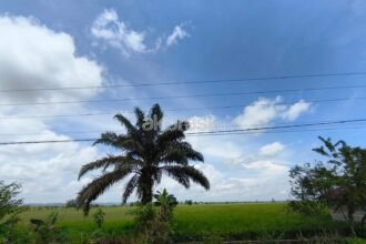 Setengah Sawah Babulu Laut Berubah Jadi Sawit