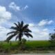 Setengah Sawah Babulu Laut Berubah Jadi Sawit