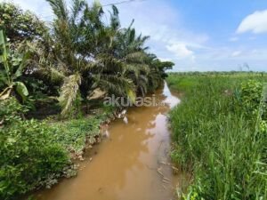Babulu Laut Kehilangan Ratusan Hektare Sawah