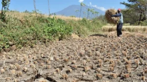 Dampak El Nino, Suhu di PPU Bakal Lebih Panas