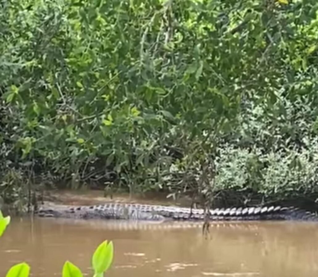 Buaya Muncul di Sungai Tunan