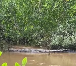 Buaya Muncul di Sungai Tunan