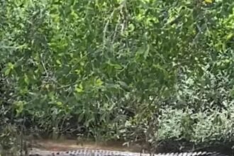 Buaya Muncul di Sungai Tunan