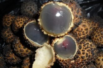 buah khas kalimantan timur