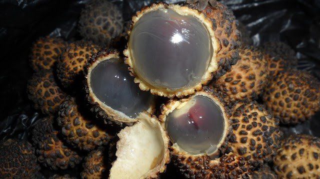 buah khas kalimantan timur