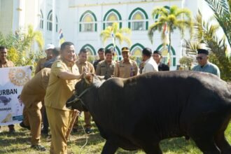 Sapi Kurban Presiden Prabowo