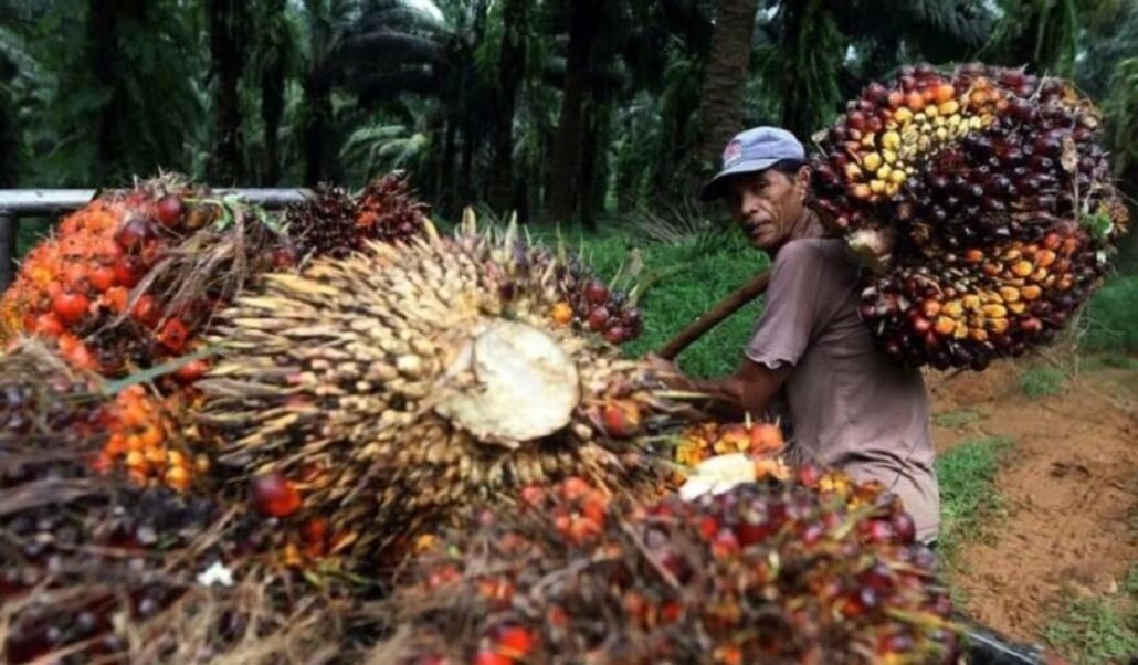 Harga TBS Kaltim