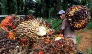 Harga TBS Kaltim