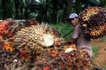 Harga TBS Kaltim