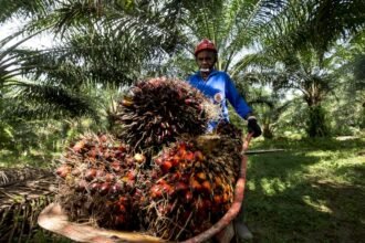 Petani Sawit Kutim Keluhkan Harga TBS Turun Usai Kebijakan Ekspor CPO