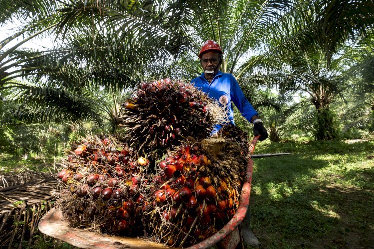 Petani Sawit Kutim Keluhkan Harga TBS Turun Usai Kebijakan Ekspor CPO
