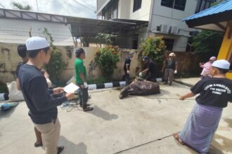 PWI Kaltim Berbagi Hewan Kurban
