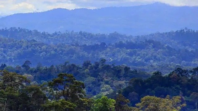 Gunung Lumut, Gunung Eksotis di Kalimantan Timur dengan Hutan Lumut yang Unik