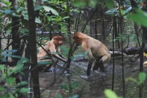 Bekantan Kalimantan, Hewan Khas Kalimantan Timur yang Terkenal dengan Hidung Panjangnya