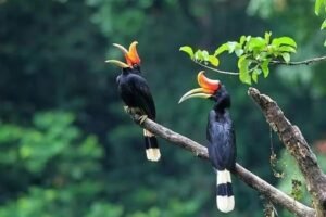 Burung Enggang Kalimantan, Hewan Khas Kalimantan Timur yang Menjadi Simbol Kehormatan Suku Dayak