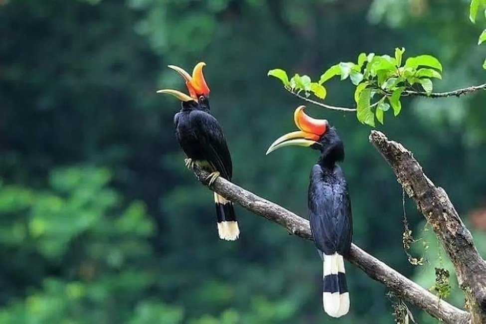 Burung Enggang Kalimantan, Hewan Khas Kalimantan Timur yang Menjadi Simbol Kehormatan Suku Dayak