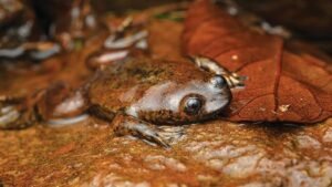 Jakai, Katak Kepala Pipih Khas Kalimantan Timur yang Langka dan Sulit Ditemukan