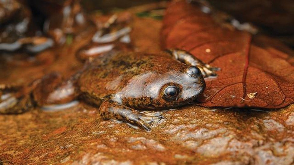 Jakai, Katak Kepala Pipih Khas Kalimantan Timur yang Langka dan Sulit Ditemukan