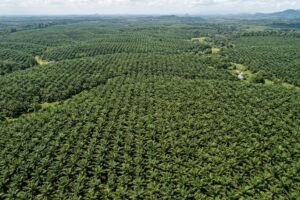 Mengenal Komoditas Perkebunan Unggulan Kalimantan Timur, dari Sawit hingga Kakao