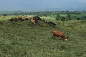 Mengupas Potensi Peternakan Kalimantan Timur Dari Sapi Potong hingga Unggas Bernilai Ekonomi Tinggi