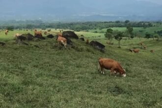 Mengupas Potensi Peternakan Kalimantan Timur Dari Sapi Potong hingga Unggas Bernilai Ekonomi Tinggi