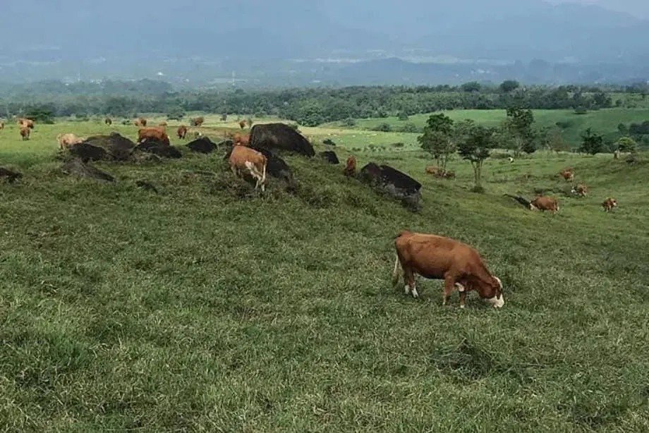Mengupas Potensi Peternakan Kalimantan Timur Dari Sapi Potong hingga Unggas Bernilai Ekonomi Tinggi