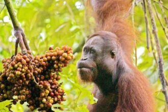 Orangutan Kalimantan, Hewan Khas Kalimantan Timur yang Menjadi Penjaga Hutan Hujan Tropis