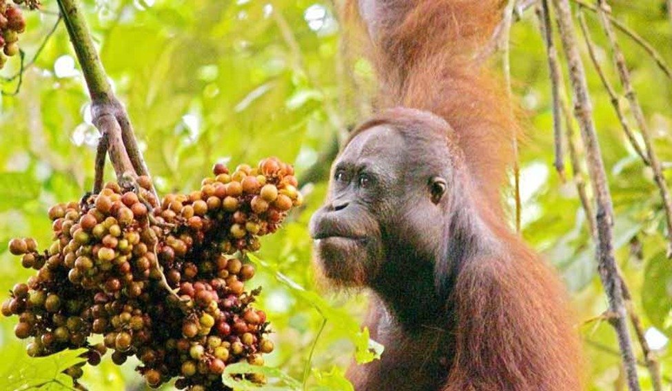Orangutan Kalimantan, Hewan Khas Kalimantan Timur yang Menjadi Penjaga Hutan Hujan Tropis