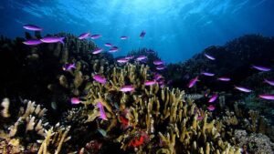 Potensi Perikanan Kalimantan Timur, Kekayaan Sumber Daya Alam yang Menghidupi Masyarakat dari Laut hingga Sungai