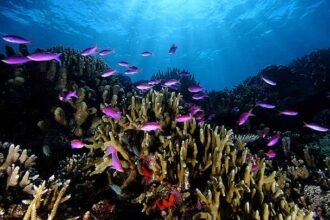 Potensi Perikanan Kalimantan Timur, Kekayaan Sumber Daya Alam yang Menghidupi Masyarakat dari Laut hingga Sungai