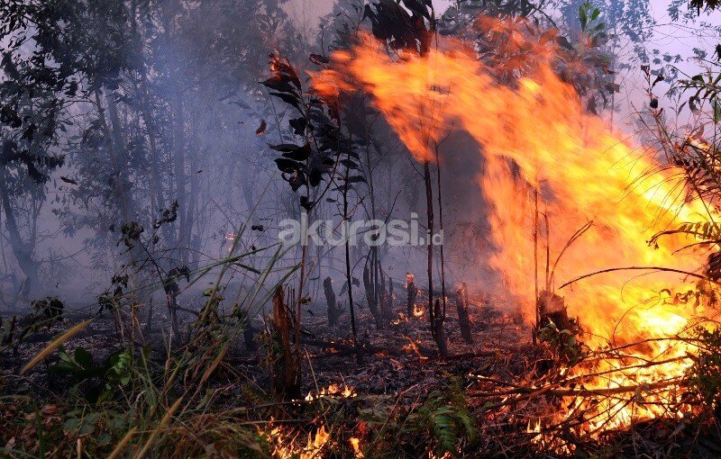 Karhutla Kepung Kalimantan