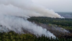 Daftar Kebakaran Hutan di Kalimantan 2026, Kalteng dan Kalbar Terparah