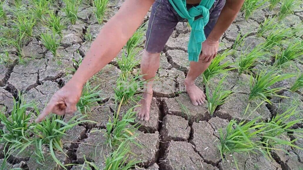 Sawah Samarinda Terancam Gagal Panen