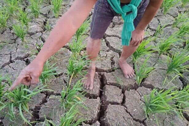 Sawah Samarinda Terancam Gagal Panen