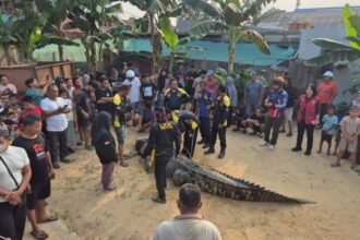 Buaya Terkam Warga di Sangatta