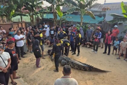 Buaya Terkam Warga di Sangatta