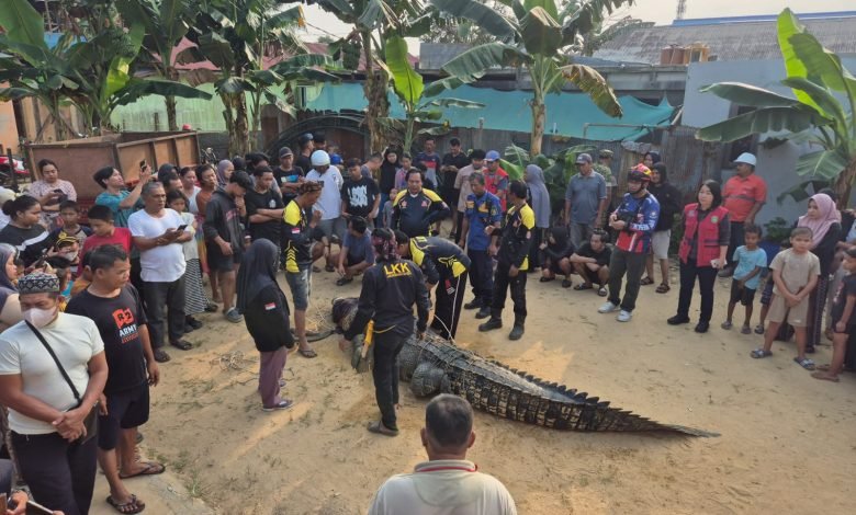 Buaya Terkam Warga di Sangatta