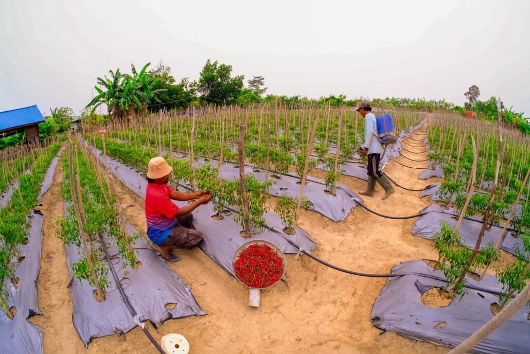 Kampung Hortikultura, Kelurahan Gunung Elai